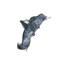 hiace_trx_tr_pipe_01